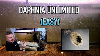 How I Raise Daphnia Water Fleas And You Can Too [upl. by Beaner]