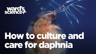 Caring and Culturing for Daphnia [upl. by Neelasor]