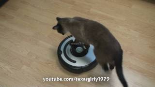 Cat shows HOW TO use iRobot Roomba Vacuum [upl. by Ttezil]