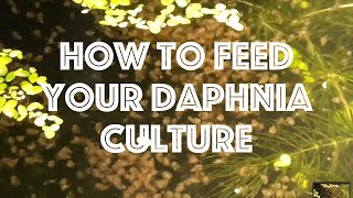 How To Feed Your Daphnia Culture [upl. by Appel]