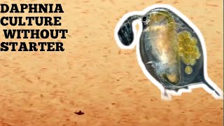 HOW TO CULTURE DAPHNIA NATURALLY WITHOUT A STARTER [upl. by Ihn245]