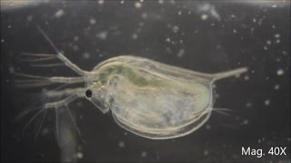 Daphnia magna under the Microscope [upl. by Silado380]