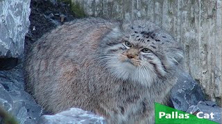 Pallas Cat Nature Documentary [upl. by Poree]