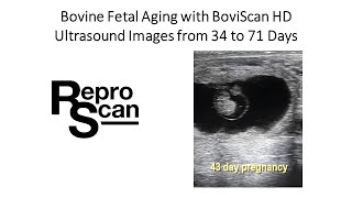 Bovine Ultrasound Images 34 to 71 days BoviScan HD [upl. by Uella]