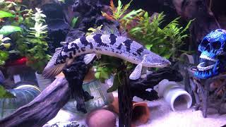 My Polypterus Delhezi Wilma [upl. by Adnov]