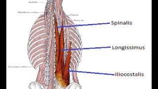 Two Minutes of Anatomy Erector Spinae AKA Paraspinals [upl. by Bobina]