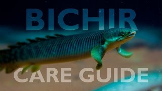 Bichirs An Ultimate Care Guide [upl. by Ylrebmit]