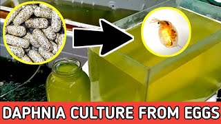 HOW TO HATCH DAPHNIA EGGS  HOW TO CULTURE DAPHNIA [upl. by Jeno387]