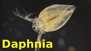 Daphnia [upl. by Artenra21]