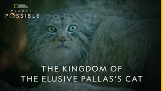 The Kingdom of the Elusive Pallass Cat  Planet Possible  22nd April  Earth Day [upl. by Mathian]