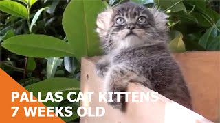 Pallas Cat Kittens At 7 Weeks Old [upl. by Andra571]