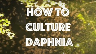 How To Culture Daphnia Magna [upl. by Neelear58]