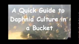 How to culture daphnia outside [upl. by Arrait]