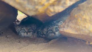 Pallas Cats In The Rocks [upl. by Radmen809]