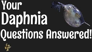 Daphnia Questions Answered [upl. by Yessydo]