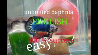 daphnia moina culture Easy way Unlimited production English  with sub Green water Chlorella [upl. by Spiegel558]