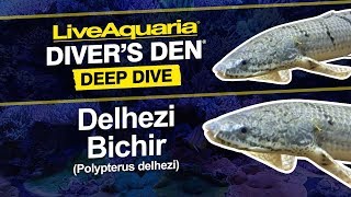 LiveAquaria® Diver’s Den® Deep Dive Delhezi Bichir Polypterus delhezi [upl. by Jackie498]