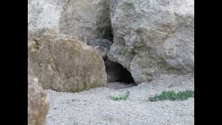 Pallas cat  Otocolobus manul [upl. by Schick]