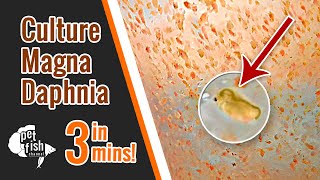 How to culture DAPHNIA MAGNA  The easy way [upl. by Rae972]