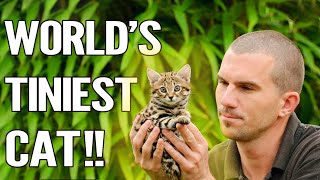 Rusty Spotted Cat  Everything About The Worlds Smallest Cat [upl. by Adnilreh]