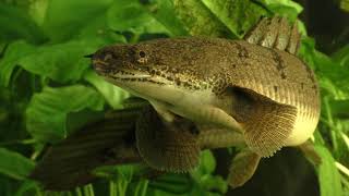 Secrets of the Polypterus [upl. by Conah]