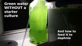 Green Water WITHOUT a Starter Culture  From Scratch  How To [upl. by Leonid]