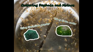 How To Culture Daphnia and Moinas using Green Water Spirulina powder [upl. by O'Shee961]