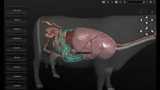 Software 3D Anatomía Bovina [upl. by Akeme985]