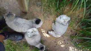 Pallas cat feeding time [upl. by Maurili561]