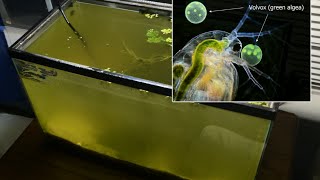 Raising Daphnia for the Freshwater Aquarium [upl. by Eerhs]