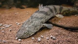 Bichir Polypterus Feeding Ornate Delhezi Ansorgii Weeksii Endlicheri quotTodziquot and more [upl. by Siaht]