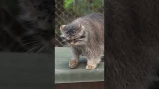 Pallass cat kittens in Novosibirsk zoo [upl. by Llemar]