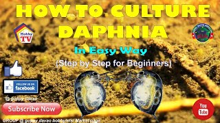 HOW TO CULTURE DAPHNIA In Easy Way [upl. by Adekan406]