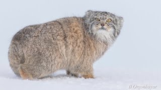 Pallas Cat Steppe Wildlife Conservation Research [upl. by Yetnom]