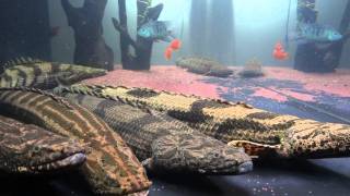 ポリプテルス・エンドリケリーpolypterus endlicheri [upl. by Osicran]